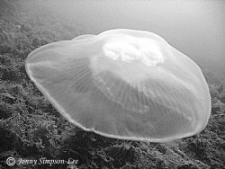 Jelly. Horsea Island, Portsmouth, U.K. Shot with Canon Po... by Jonny Simpson-lee 